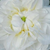 Fehér - Történelmi - damaszkuszi rózsa - Botzaris
